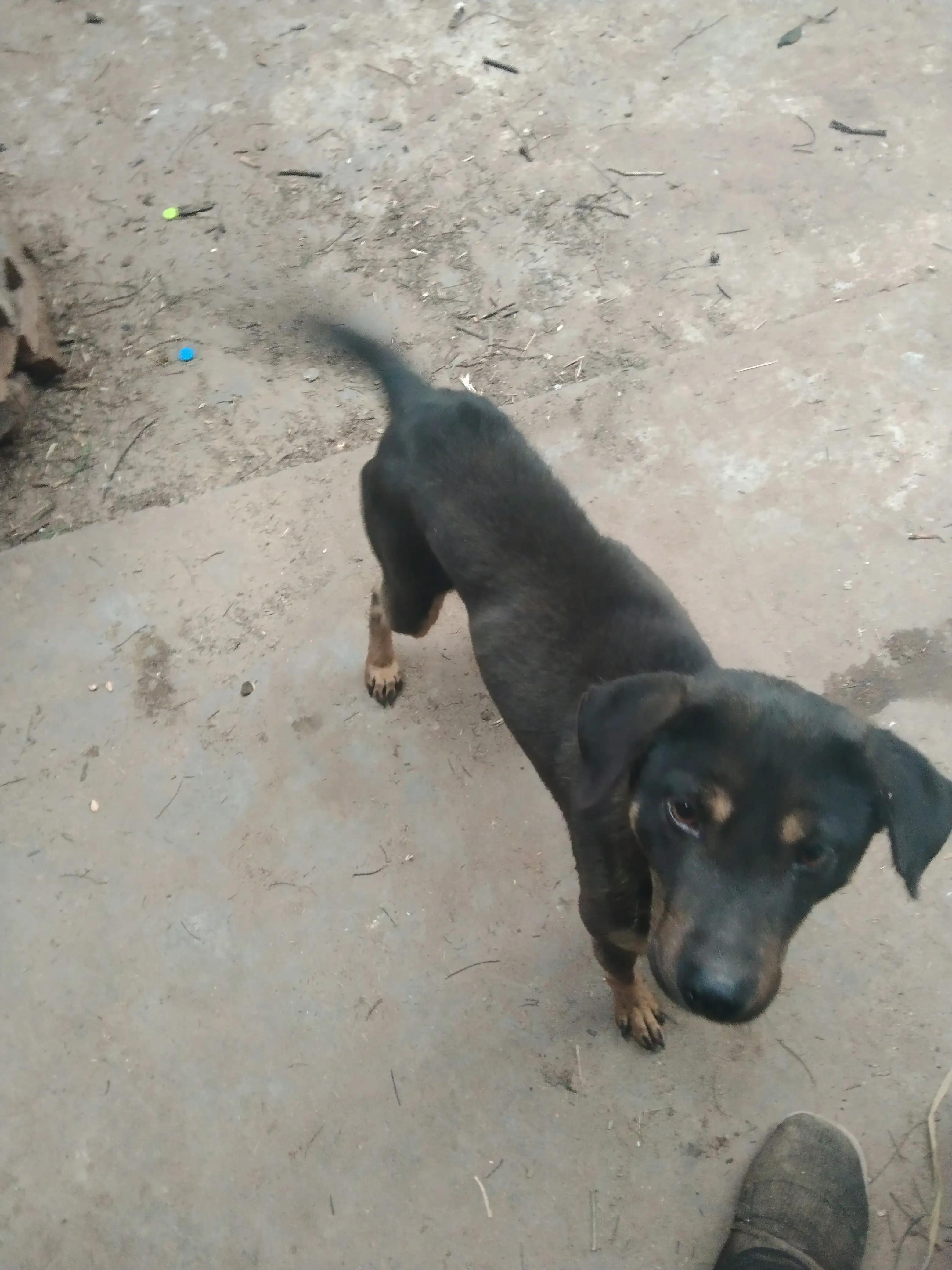 收购土狗十几年有什么用,大量收购20斤以上土狗