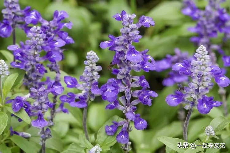 100种蓝色花卉,8种容易开花又好养的庭院花卉