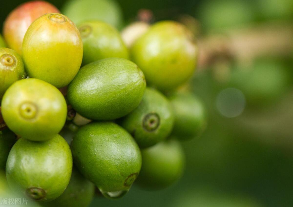 最出名的猫屎咖啡,什么猫屎咖啡最好