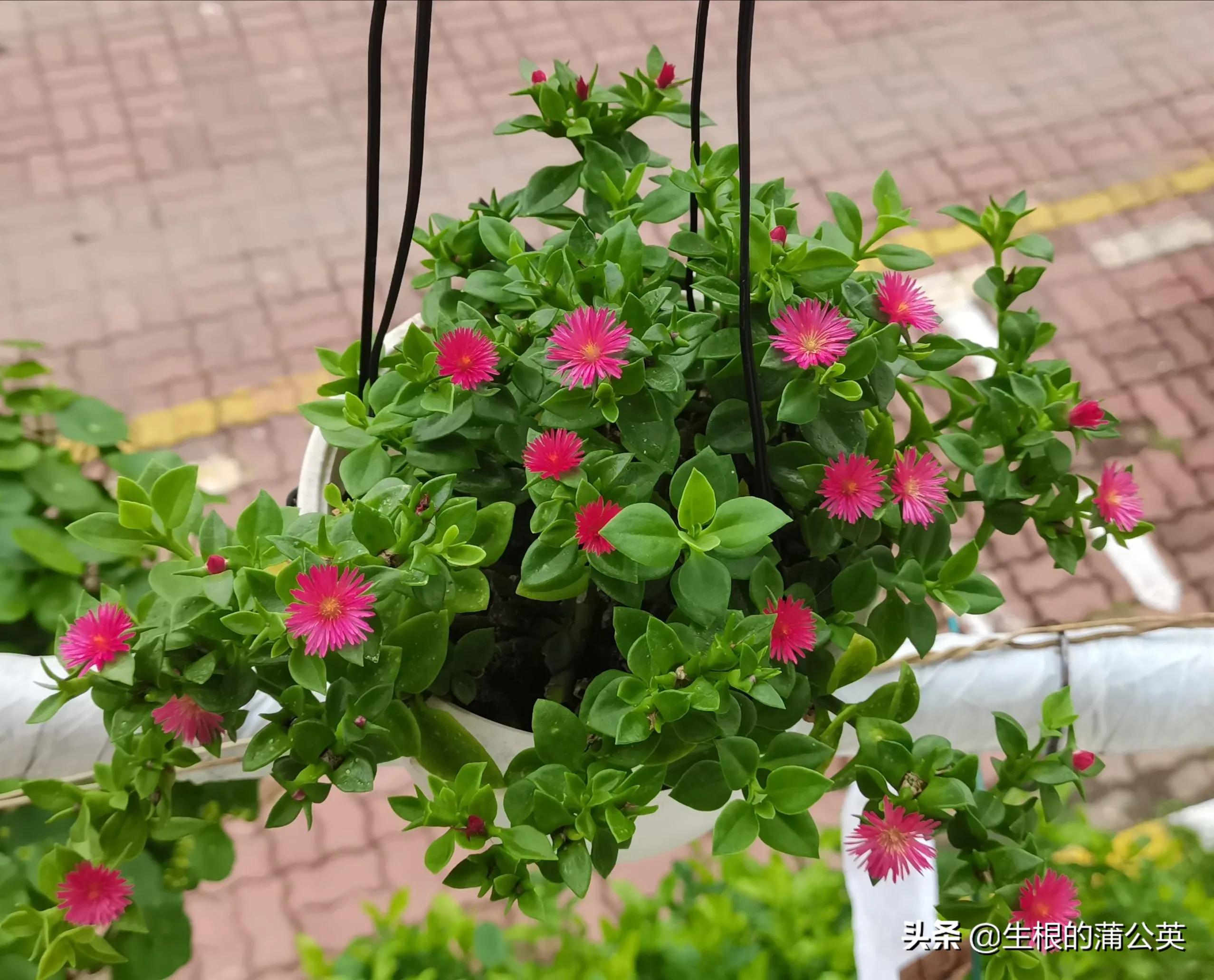 十种可以食用的花,十大适合吃的花