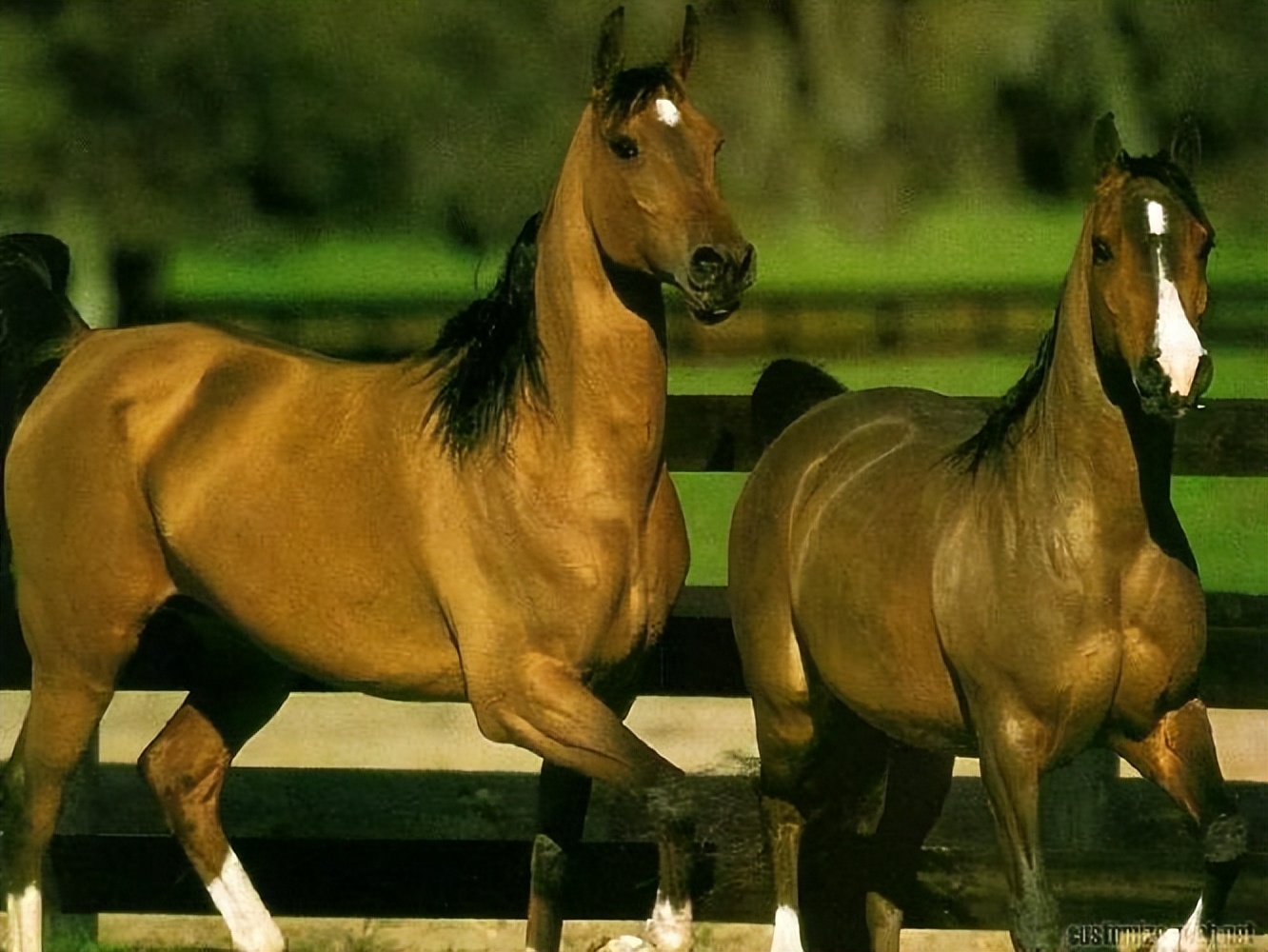 汗血宝马最早在中国哪个朝代出现,古代的汗血宝马都去哪里了