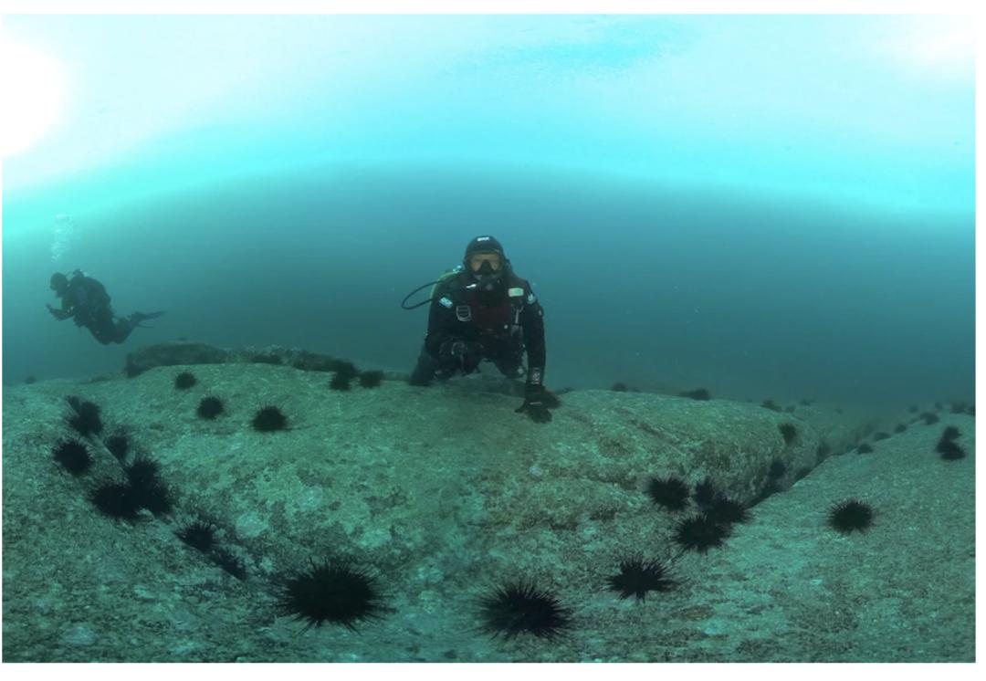 比蟹黄还珍贵！澳洲海胆“疯狂”生长，专家呼吁居民多吃