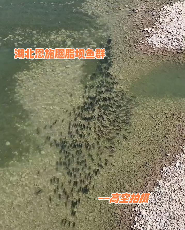 实拍合江门：成群肥硕大鱼聚集岸边，长江离鱼多成灾还有多远？