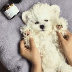 比熊什么行为代表它喜欢你,比熊嫌弃主人会有哪些表现