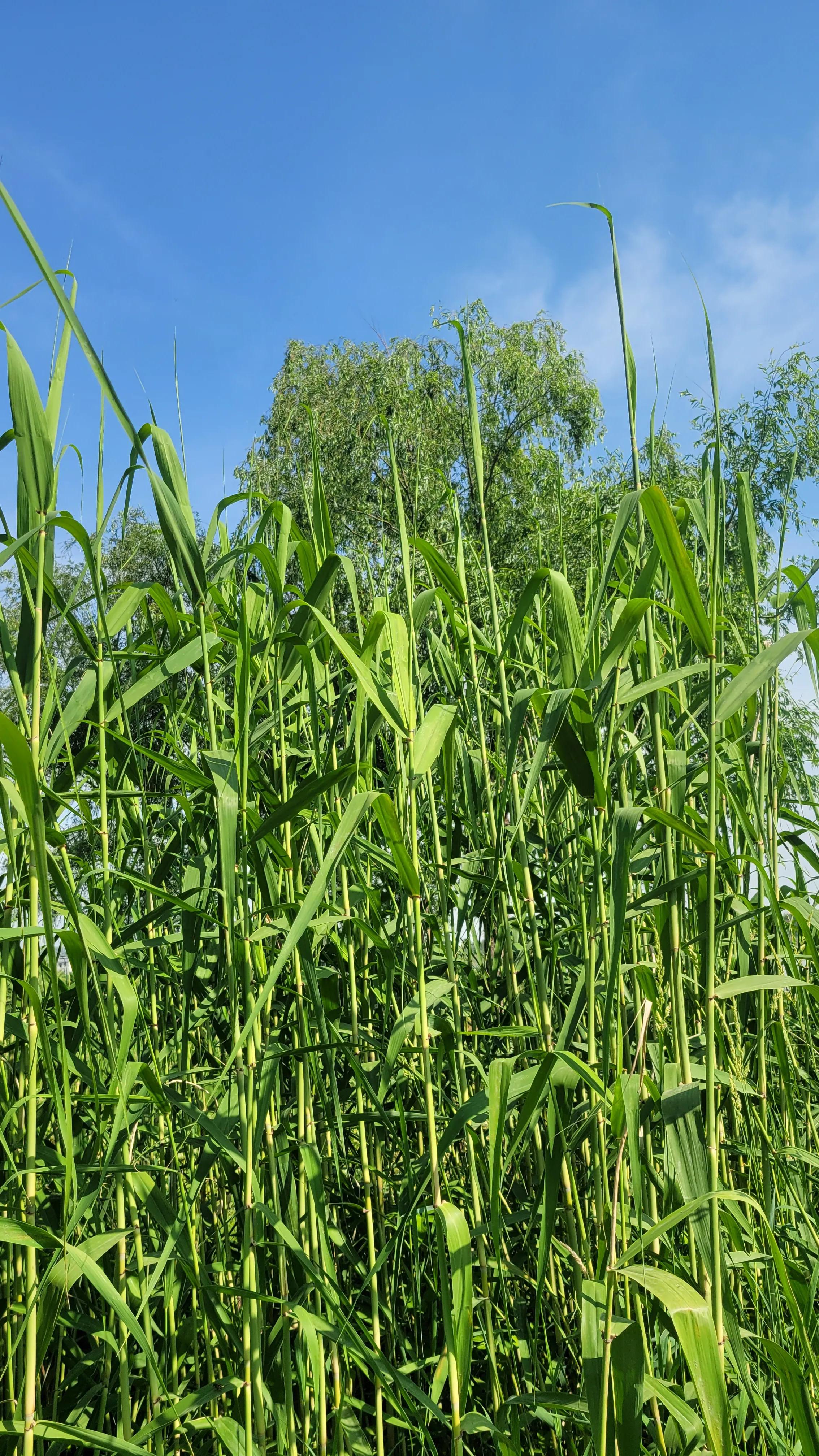 苏州西山古村探秘,苏州古村落景区在哪里