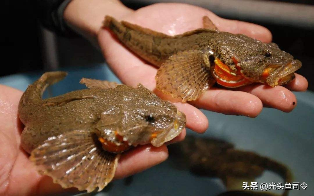 钓鱼钓到保护鱼种放了违法吗,钓鱼犯法的鱼类有哪些种类