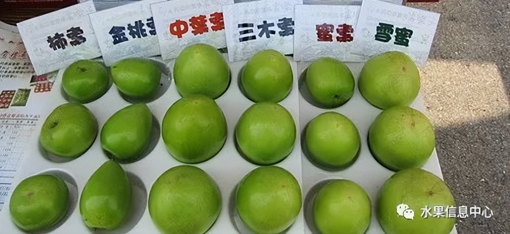 牛奶枣大青枣,牛奶枣和大青枣哪种好吃