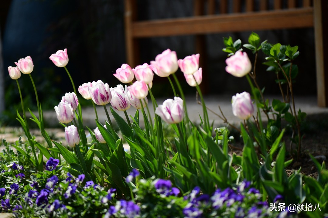 倏然而至的郁金香花季，第一波|园丁