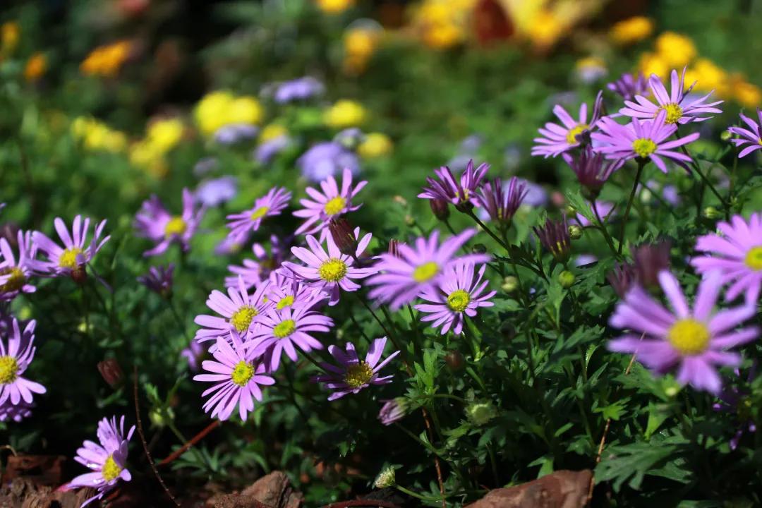 66万盆菊花东湖公园菊花展,东湖公园菊花展有哪些菊花