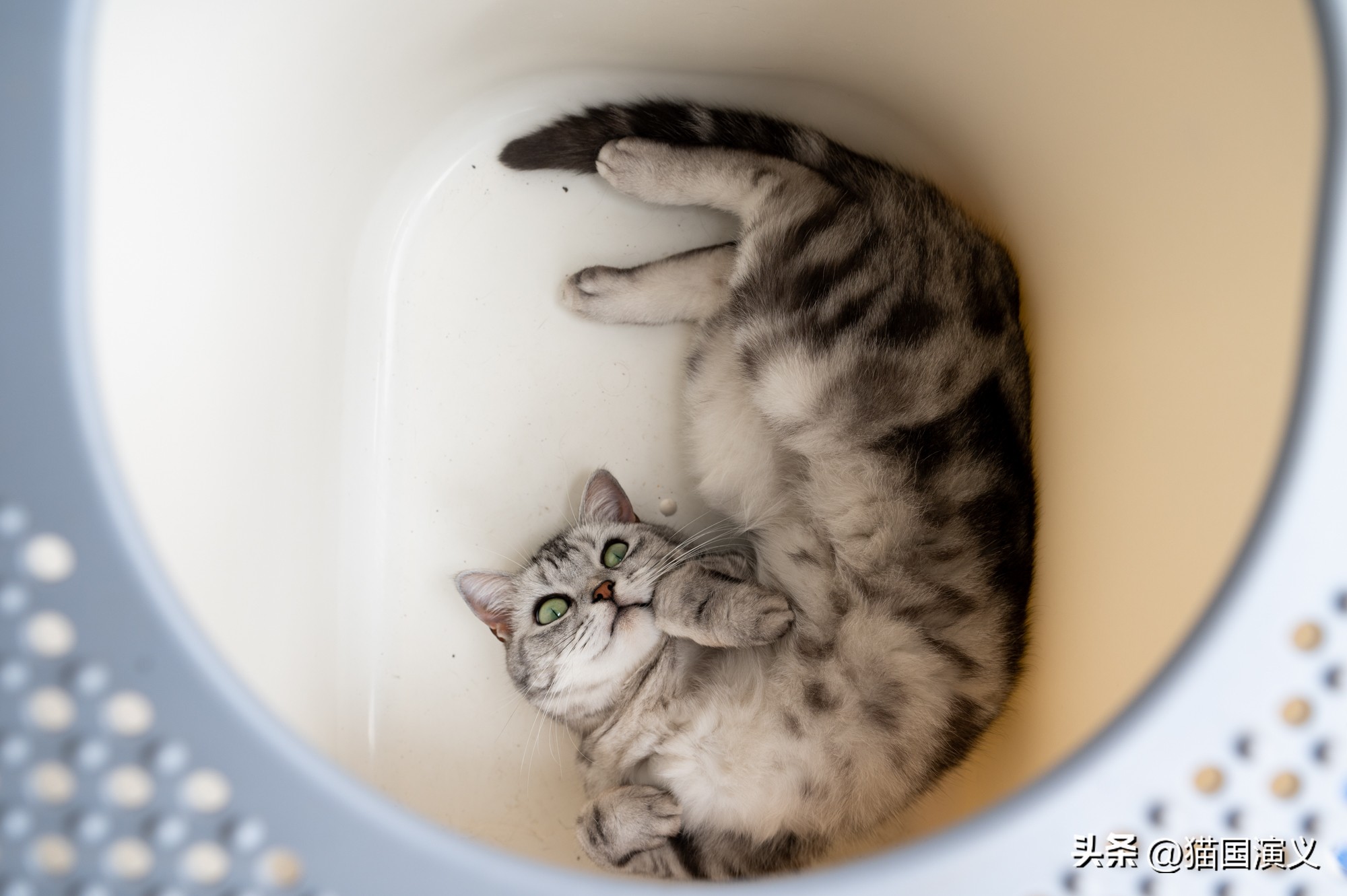 怎么让猫咪熟悉自己的猫窝 (猫咪适合什么样的猫窝)