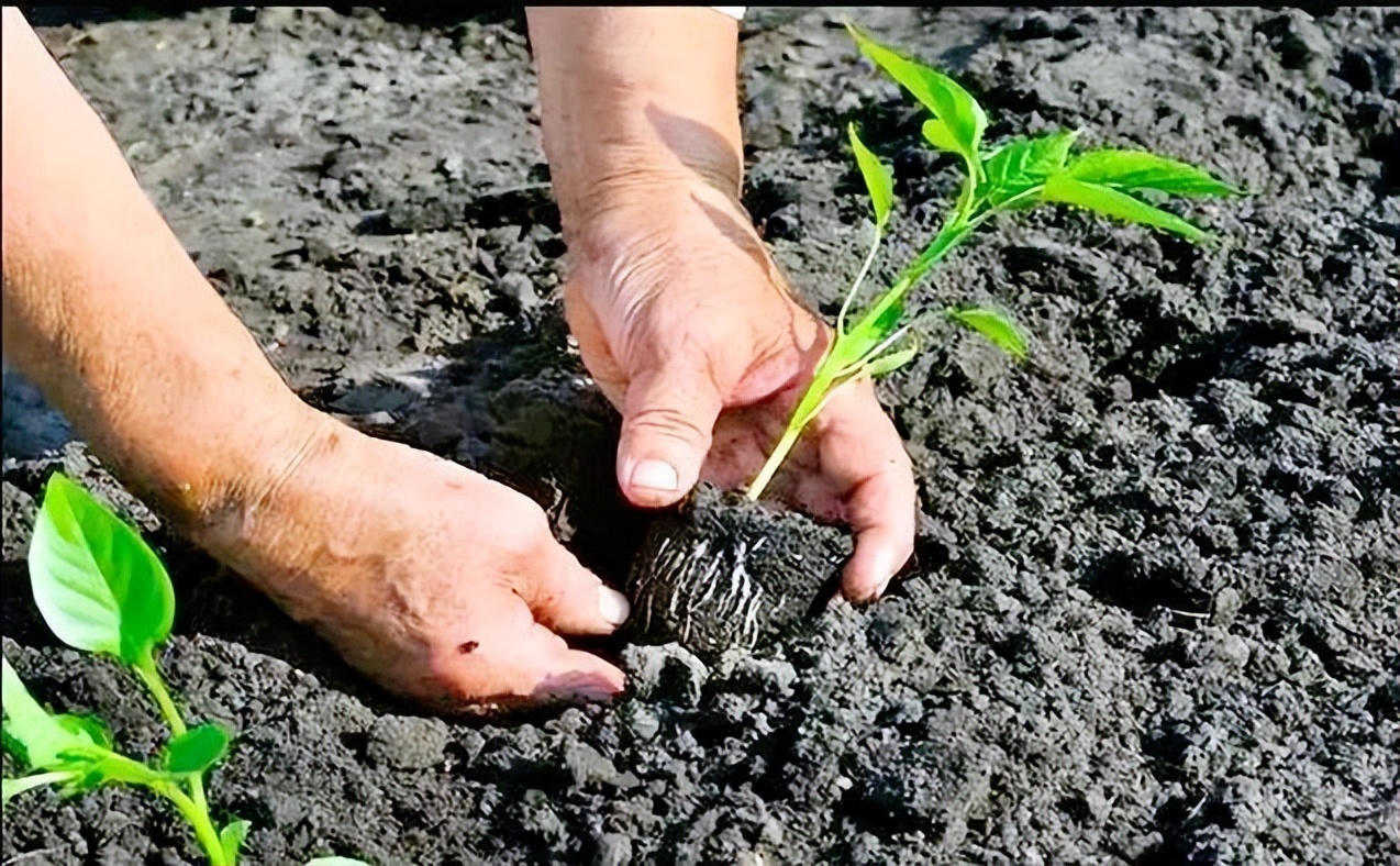 菜苗移栽后，叶片萎蔫缓苗慢？别急，分享5个小窍门，好学更好用