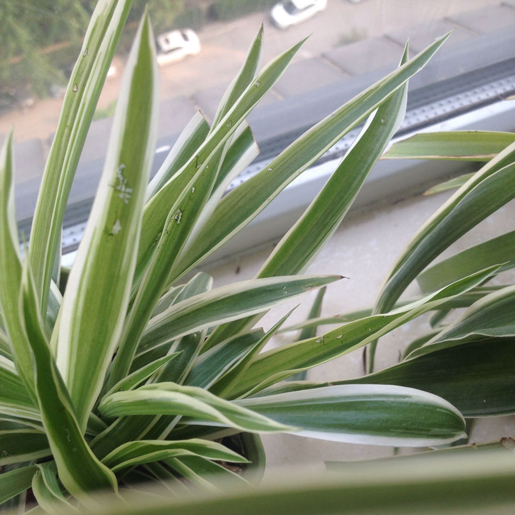 吊兰生虫子是什么样子,金边吊兰盆土里虫子怎么处理