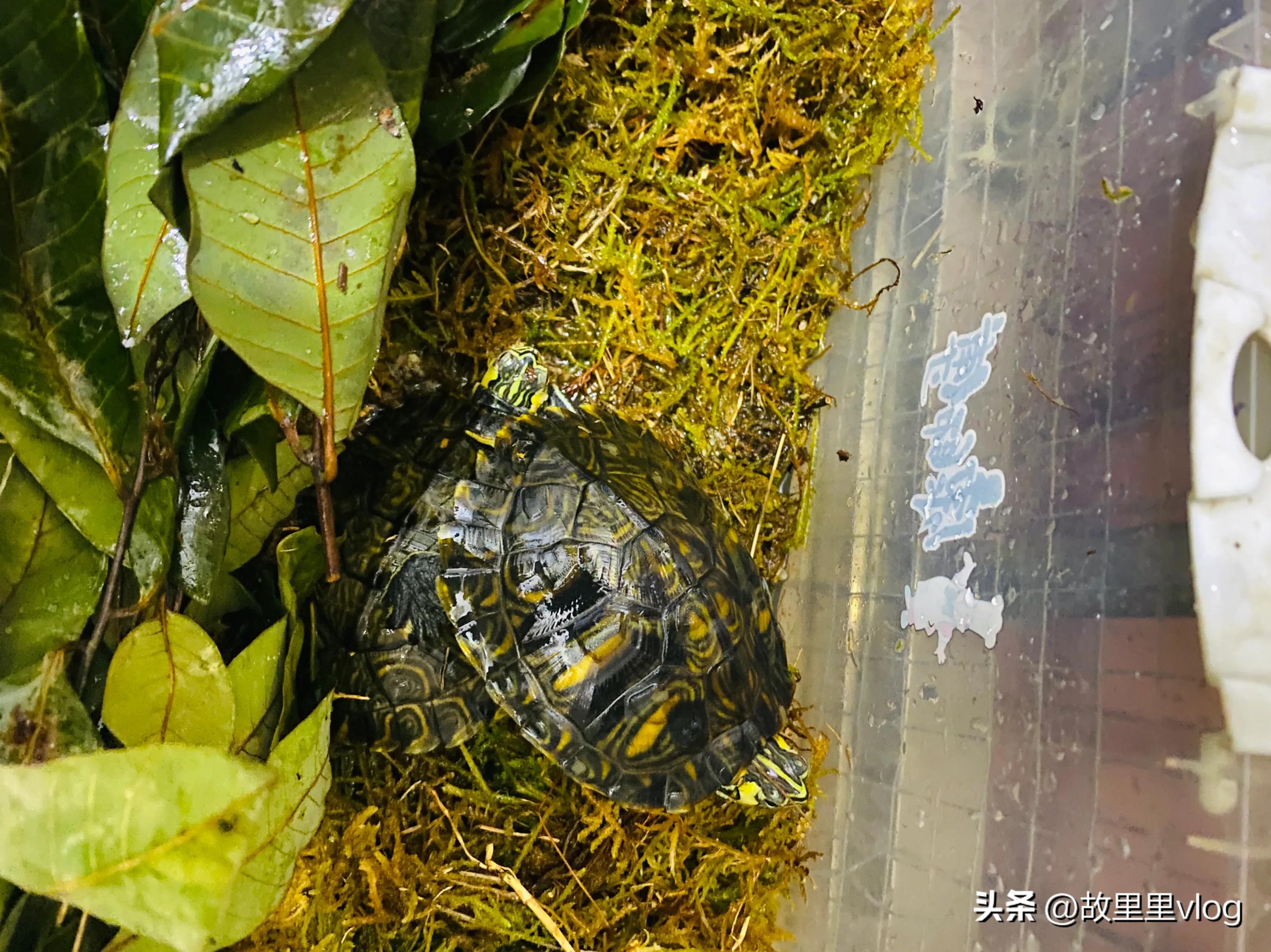 买了两只小乌龟现在长得特别大,乌龟长到几厘米开始生蛋