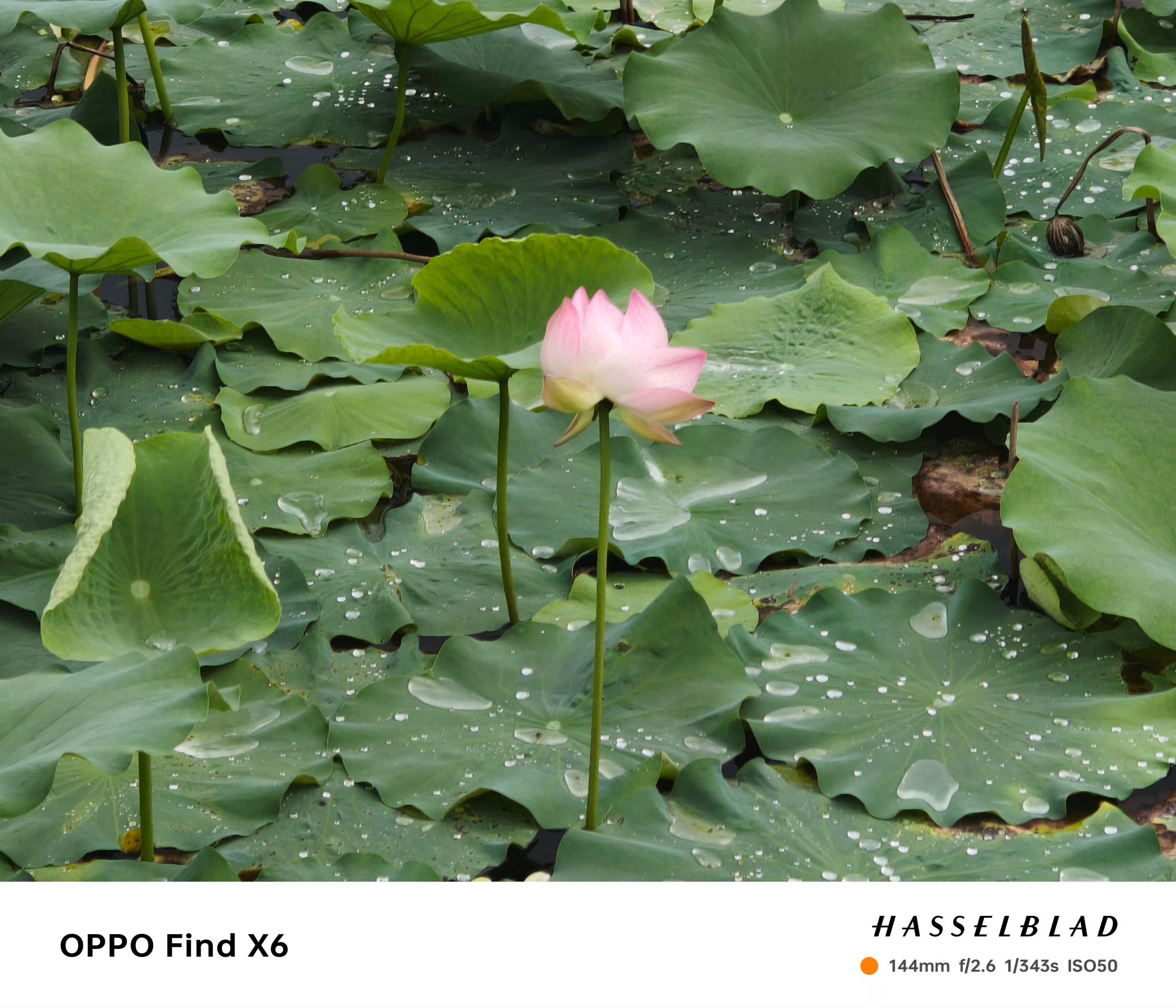 oppofindx6pro真实的拍照体验,oppofindx6pro拍照极致的体验