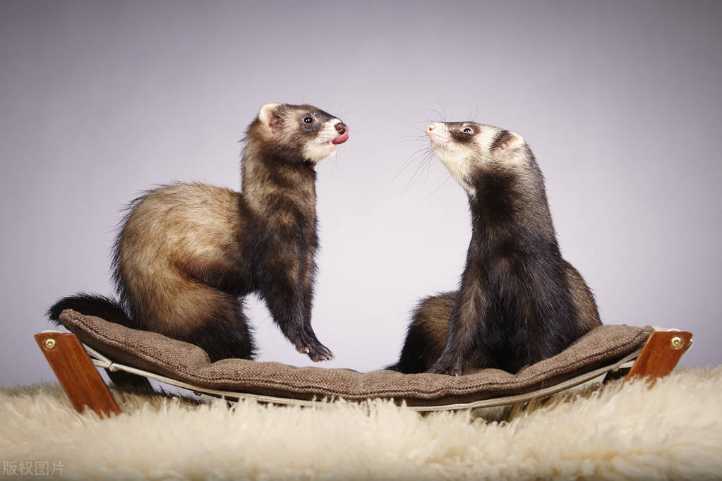 人类*行为性**和动物*行为性**有何区别？