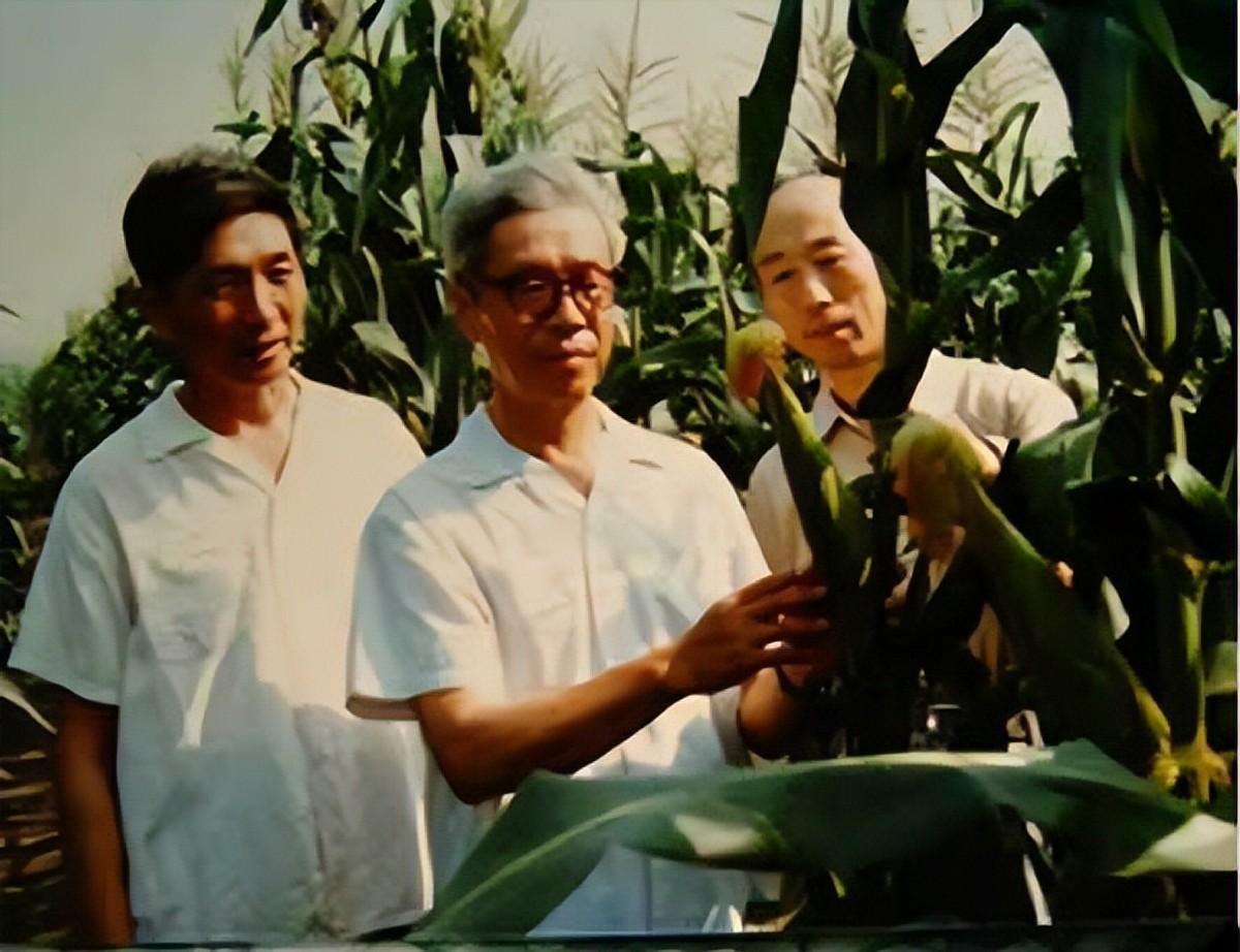 粮食安全种子安全,粮食安全种业为本