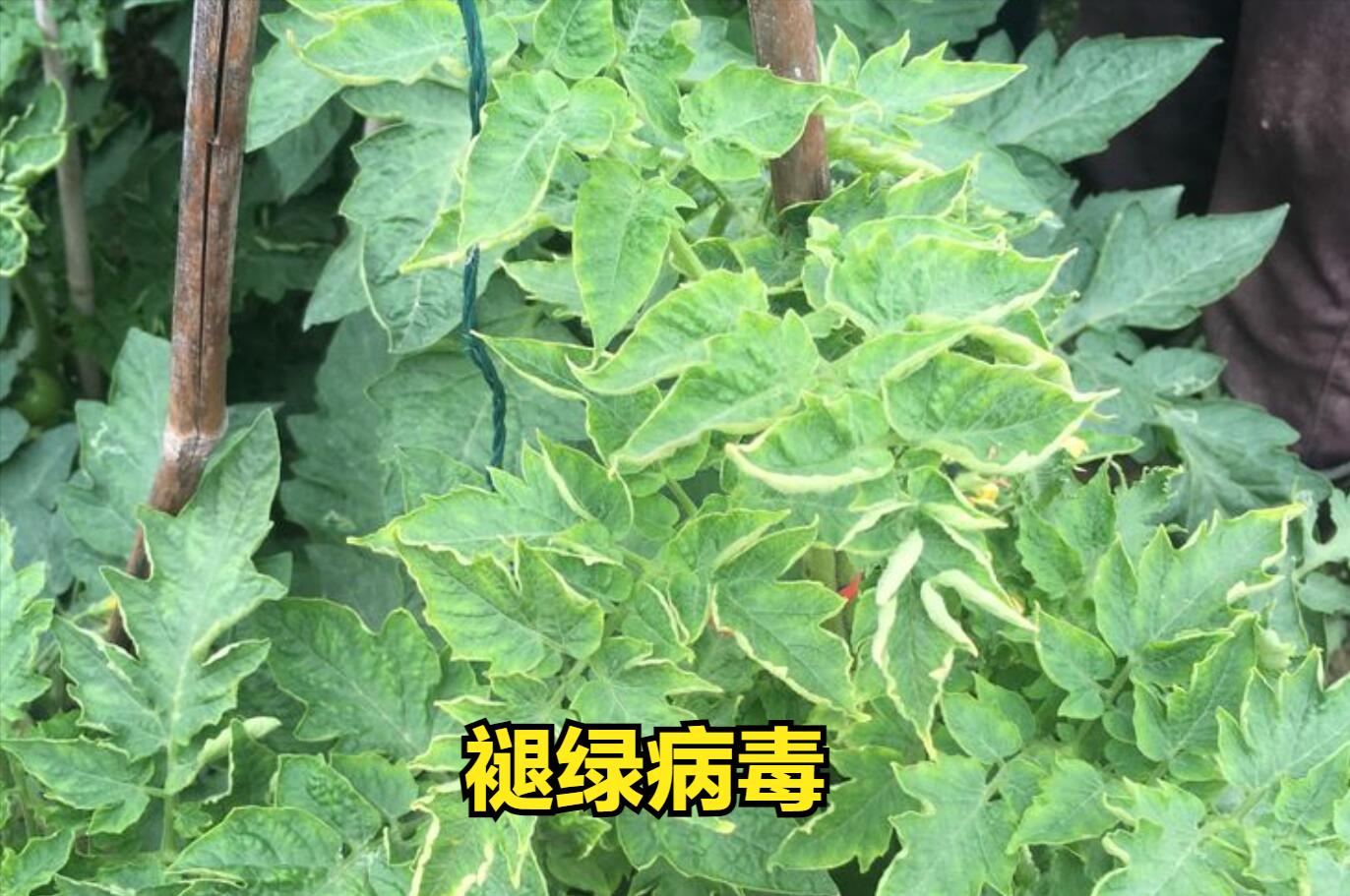 西红柿黄头能恢复嘛,种植西红柿发黑怎么回事