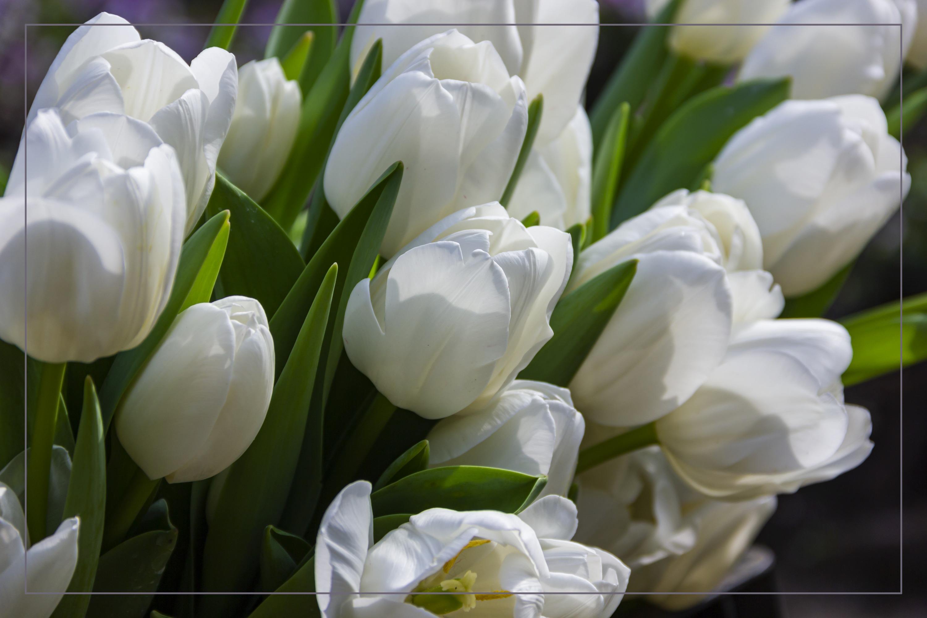 中国十大玫瑰花,十大玫瑰花排行榜