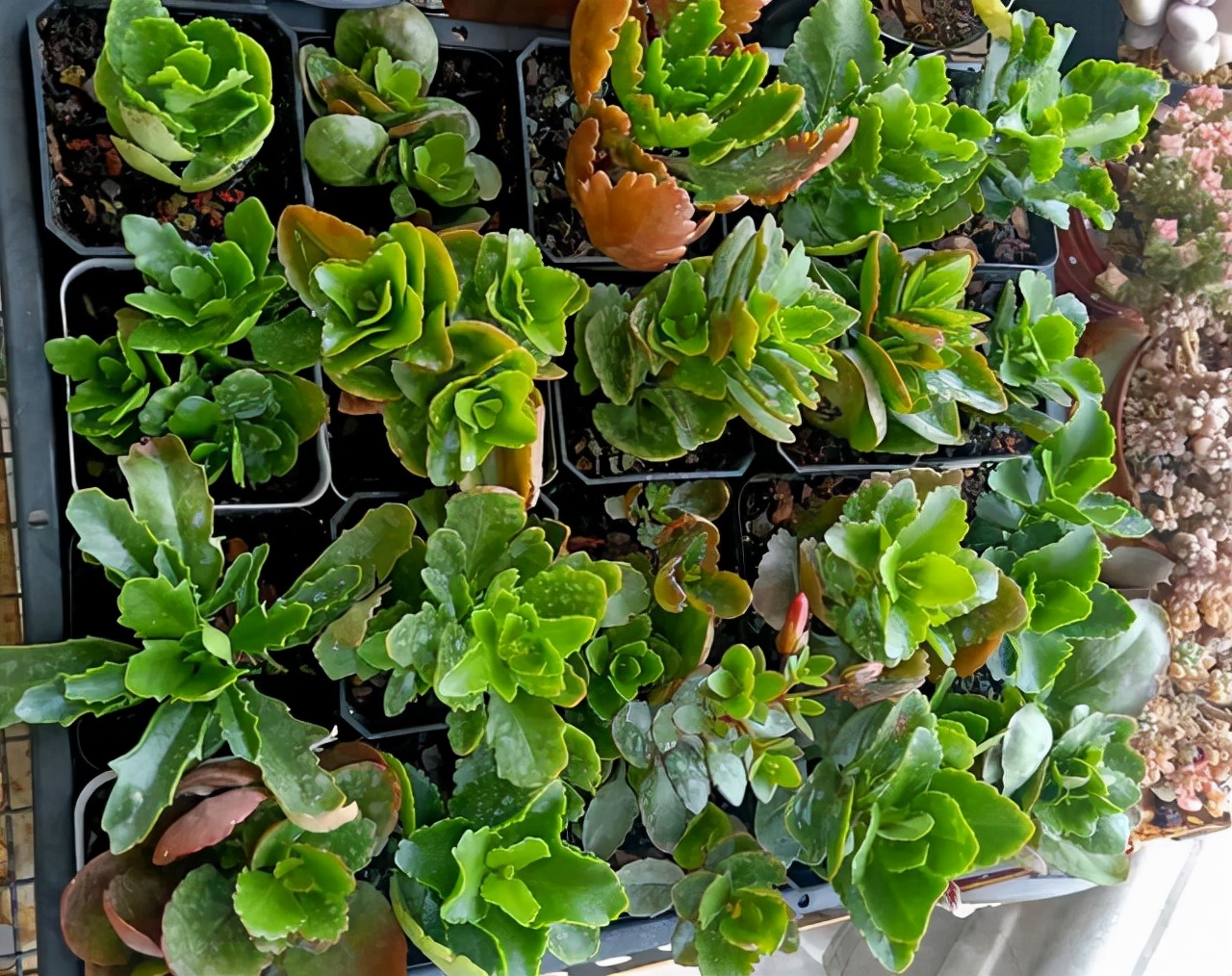 长寿花叶子畸形了,长寿花叶子小是怎么回事