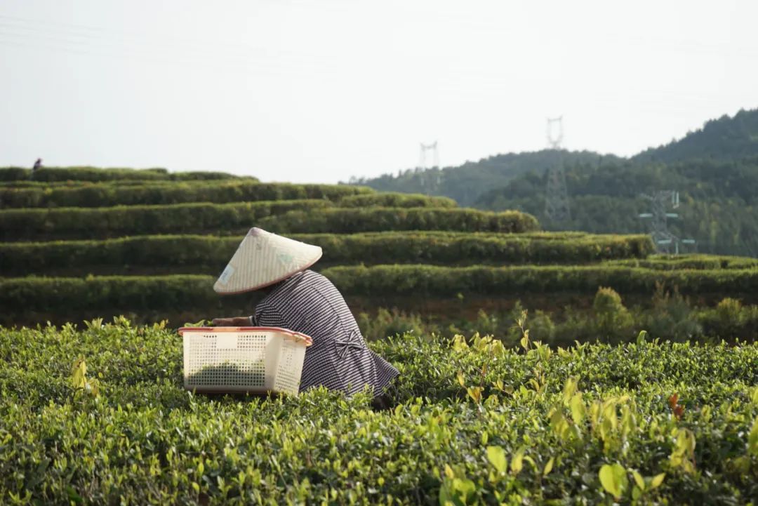 今晚有茶|来自“白水岩”的三泡茶，山水之间的柔和刚