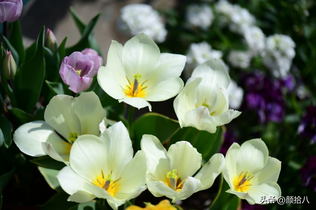 河马花园最耐阴植物,最漂亮的花园里的郁金香