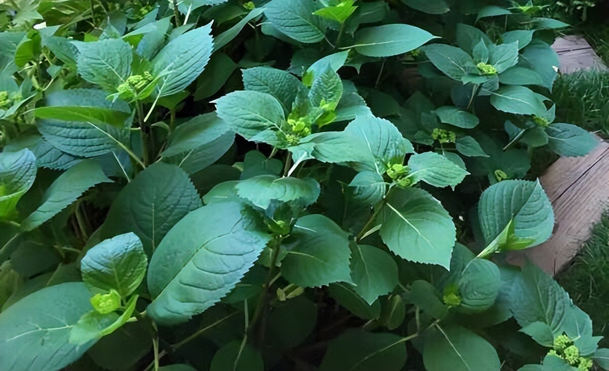 6月绣球小苗怎么养,6月养兰技巧