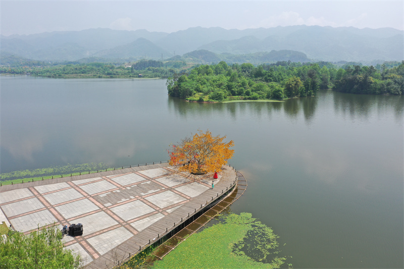 琴感双桂湖，中泰音乐家梁平合奏《我爱你中国》