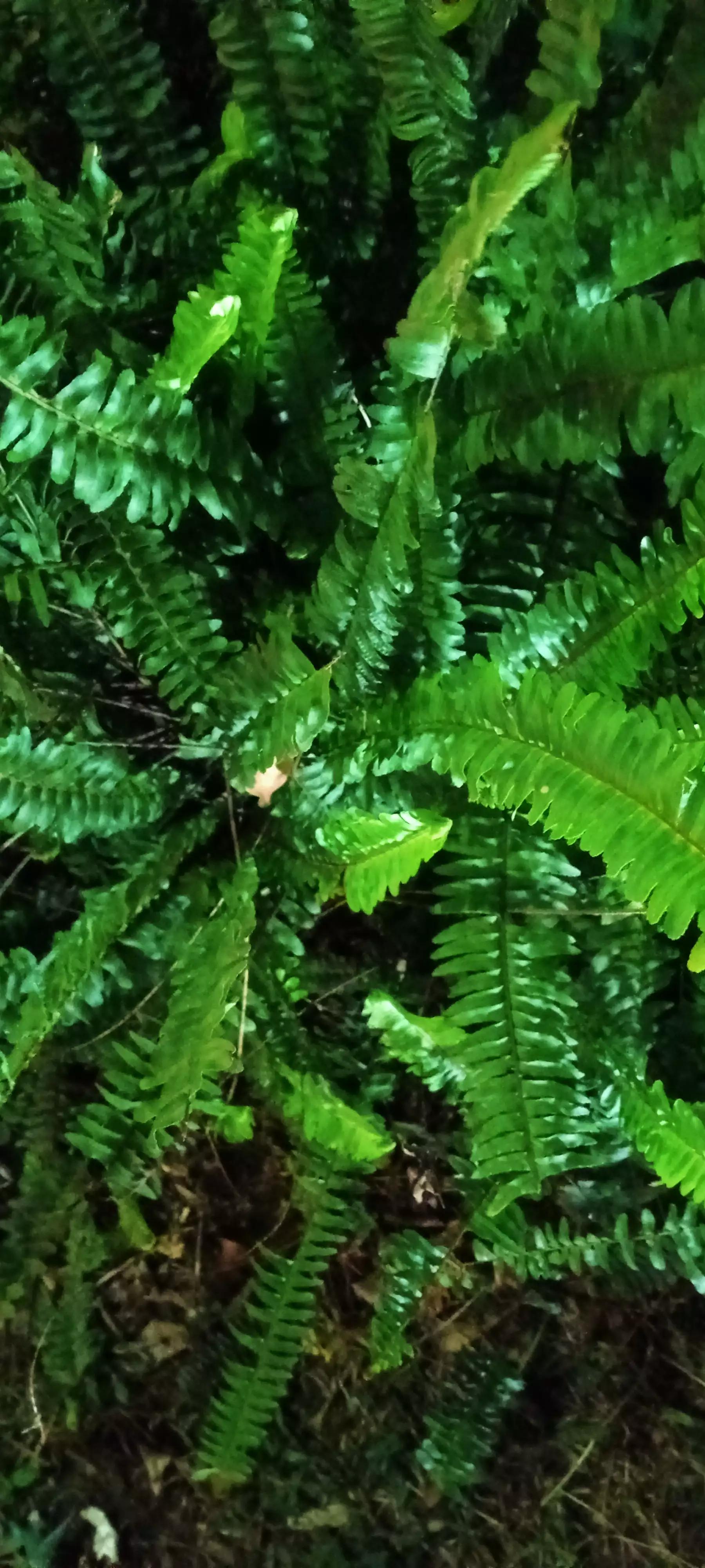 《岭南植物园：从野草到土地清洁工的肾蕨》