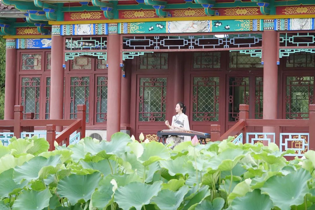 顺义公园荷花盛开,顺义这片30余亩荷花海惊艳盛放