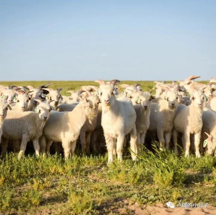 小个子穿大衣的长度到哪里最适合,小个子大衣应该穿到哪个位置合适