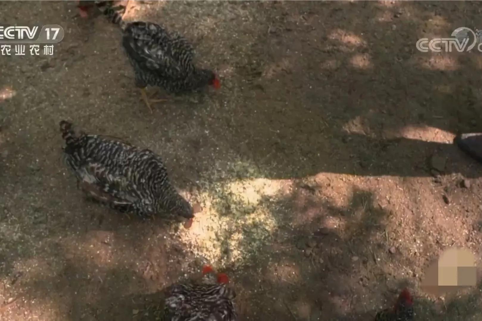 男子承包千亩荒山只为养十只鸡,男子承包荒山养鸡