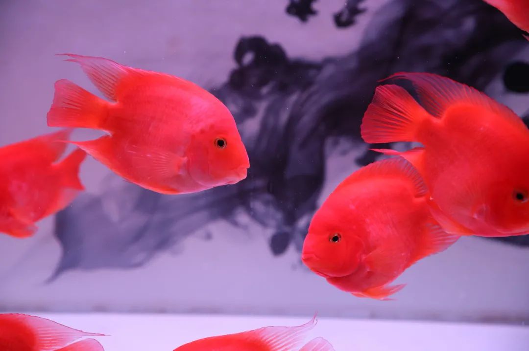 金鱼真的会撑死吗,金鱼被撑死是什么原因