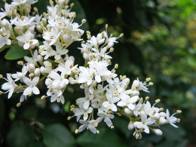 小叶女贞盆景,小叶女贞