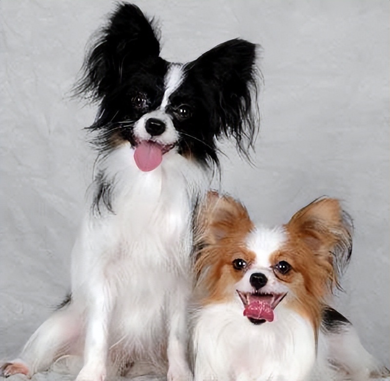 七种最受欢迎的小型宠物犬,这几种最受欢迎的宠物犬你养了吗