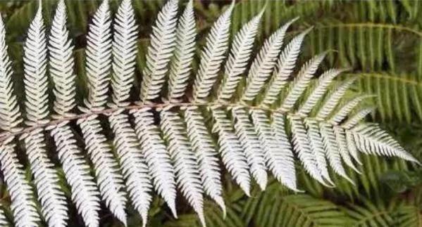 新西兰风景冷知识简介,真实的新西兰你了解多少