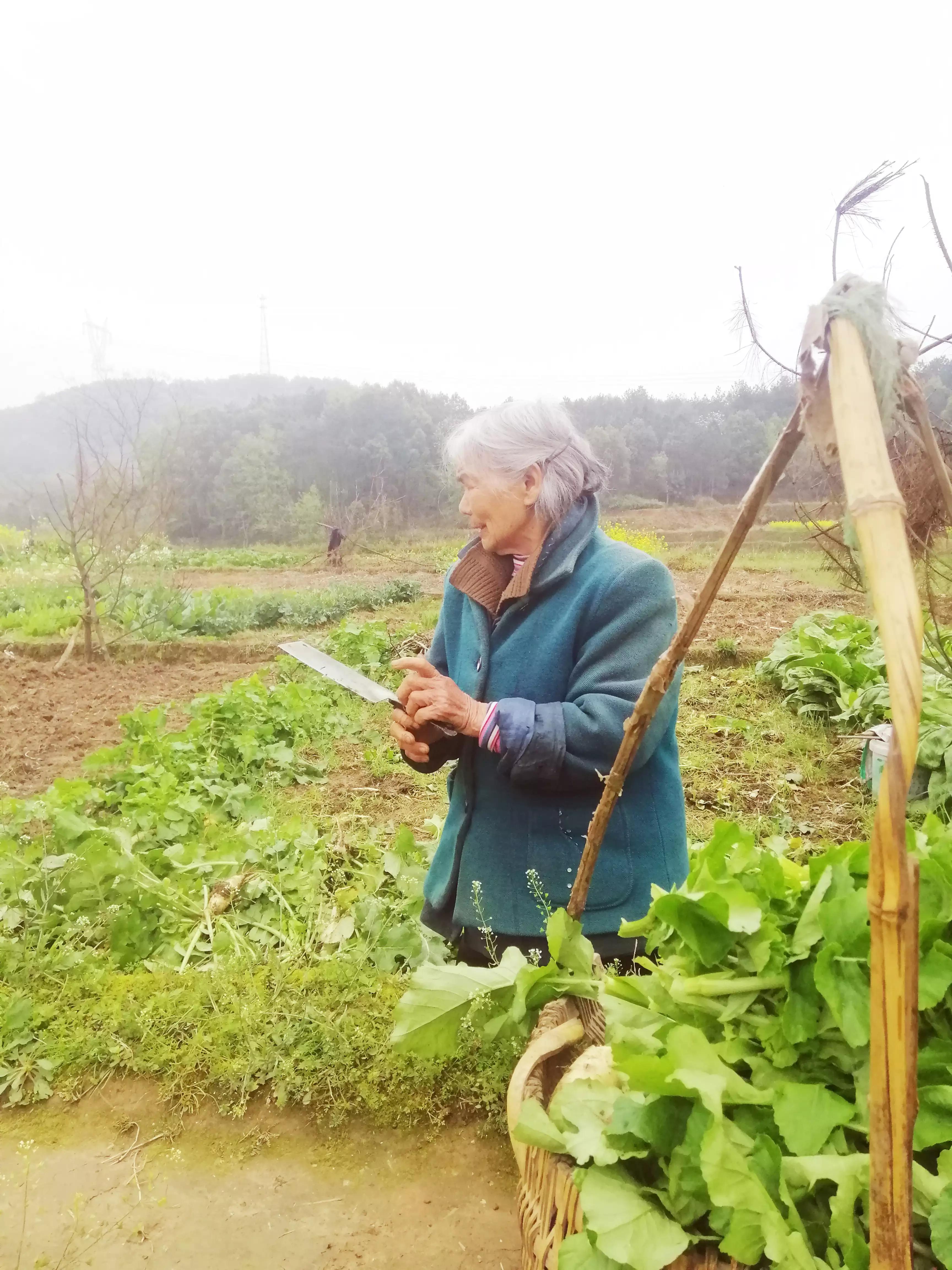 乡情的散文大全,乡情散文外婆的心上人