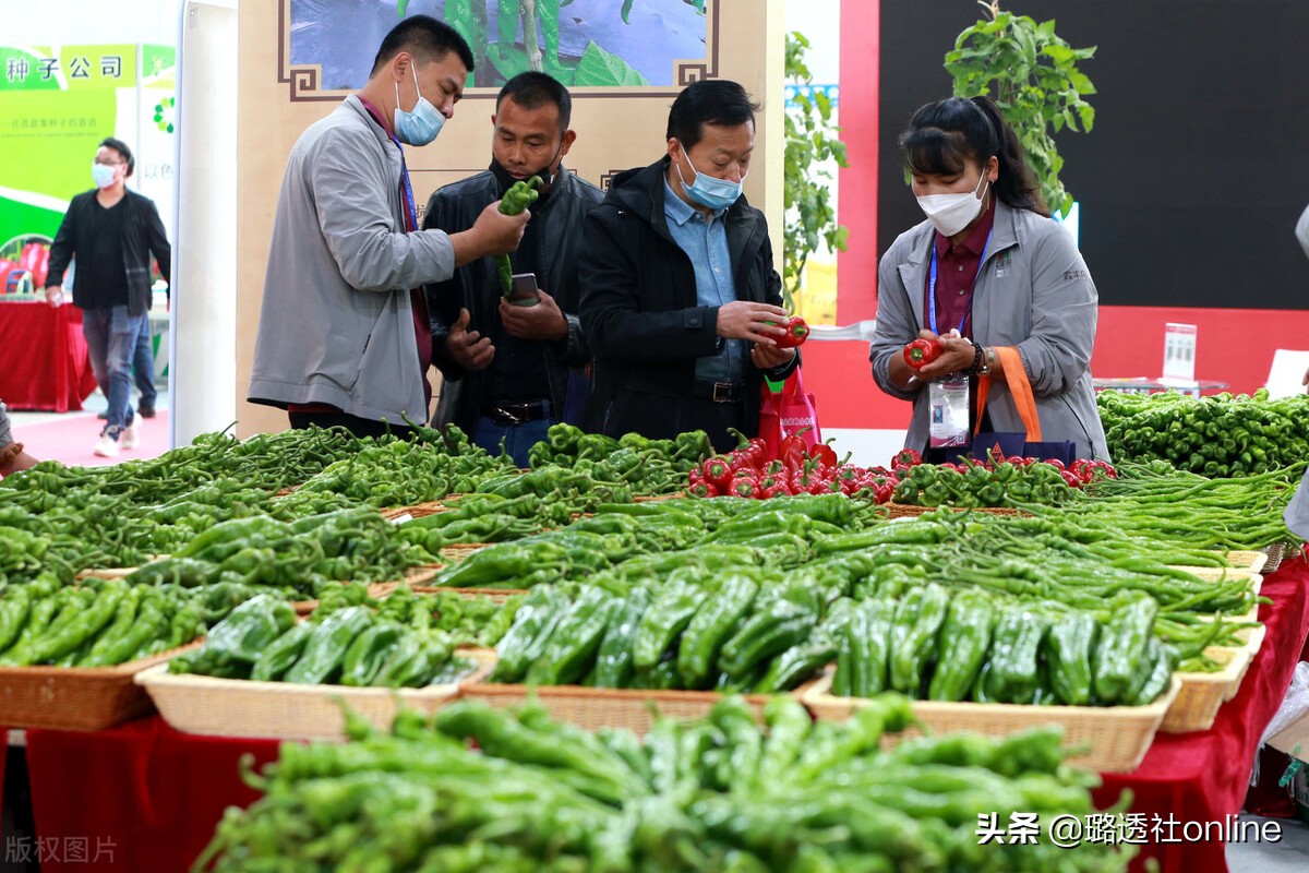 寿光是全国闻名远扬的蔬菜基地,寿光送菜300吨蔬菜