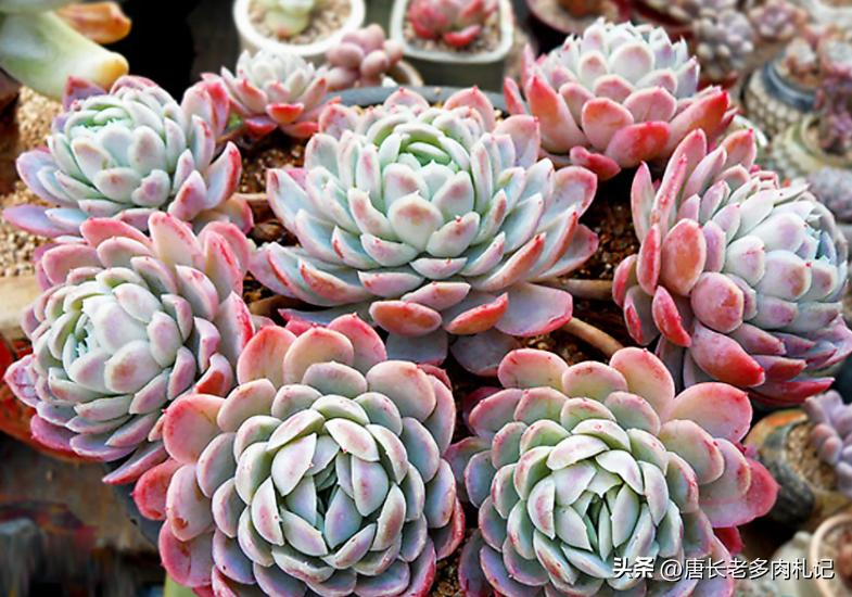 冰莓多肉怎么养护,多肉冰玫瑰换盆换多大的