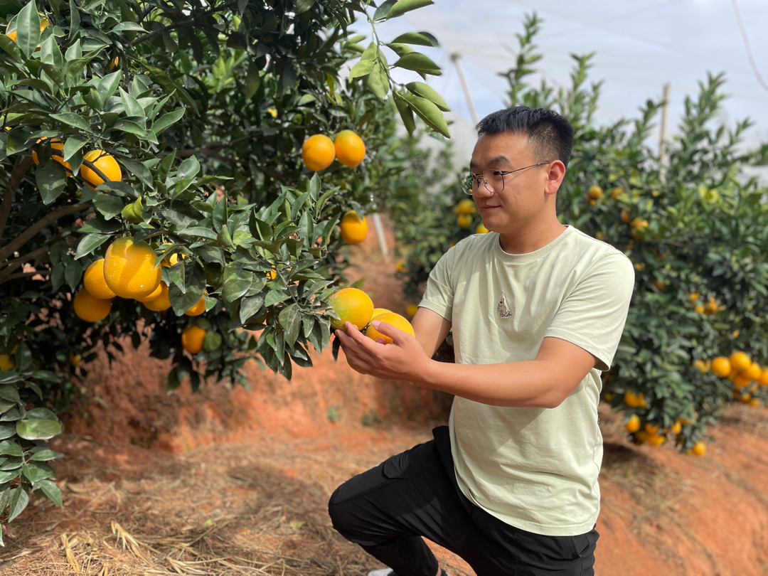 “世界橙乡”95后大学生结伴创业，借拼多多年销脐橙上千万