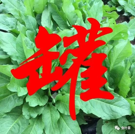 食叶草植物蛋白固体饮料,细品食叶草茶文化