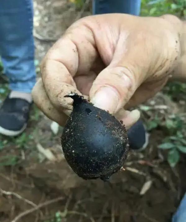 白蚁窝里的稀有菌类 (白蚁窝长出来的蘑菇)