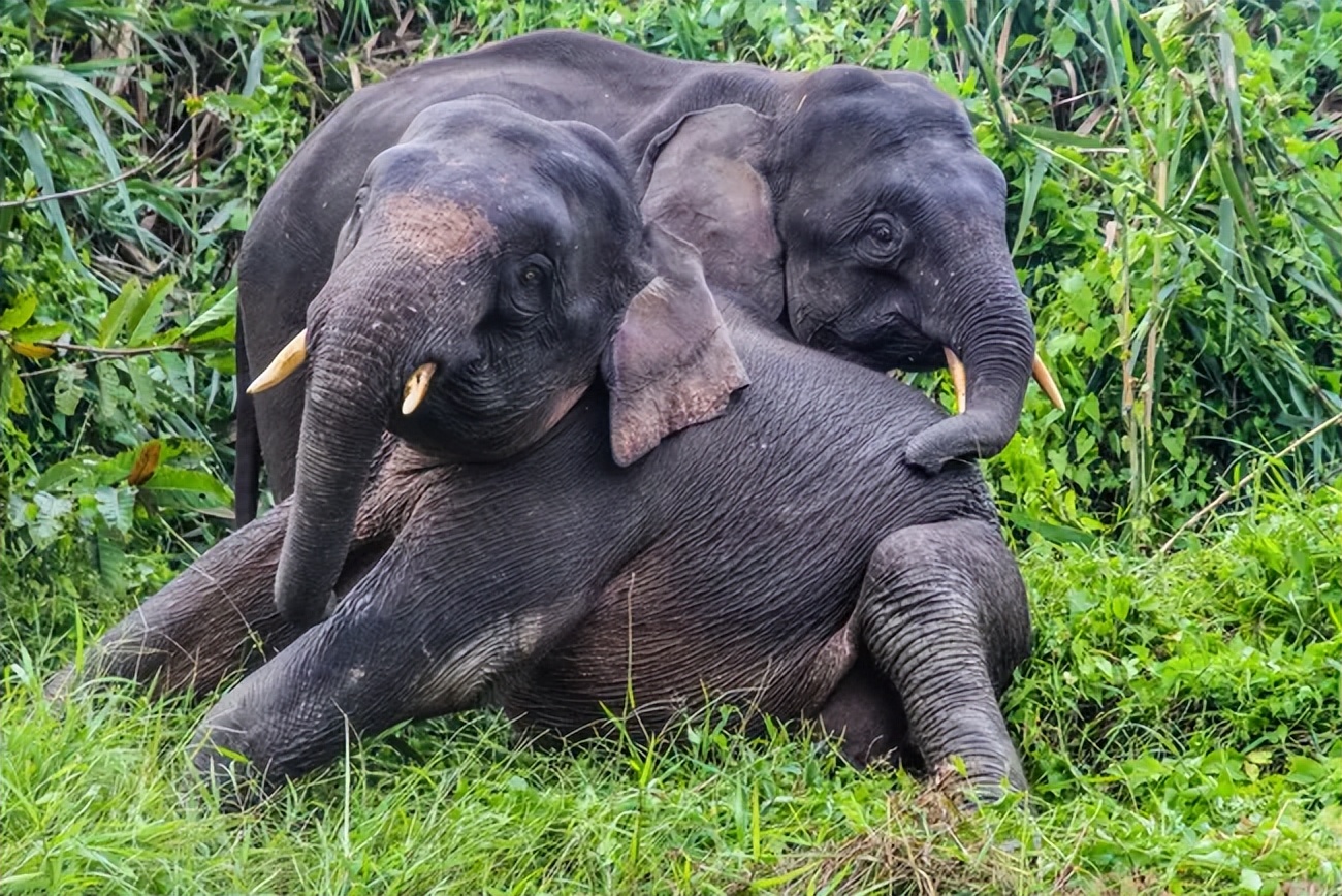 大象通过脚听声音,大象走路的声音我们能听到吗