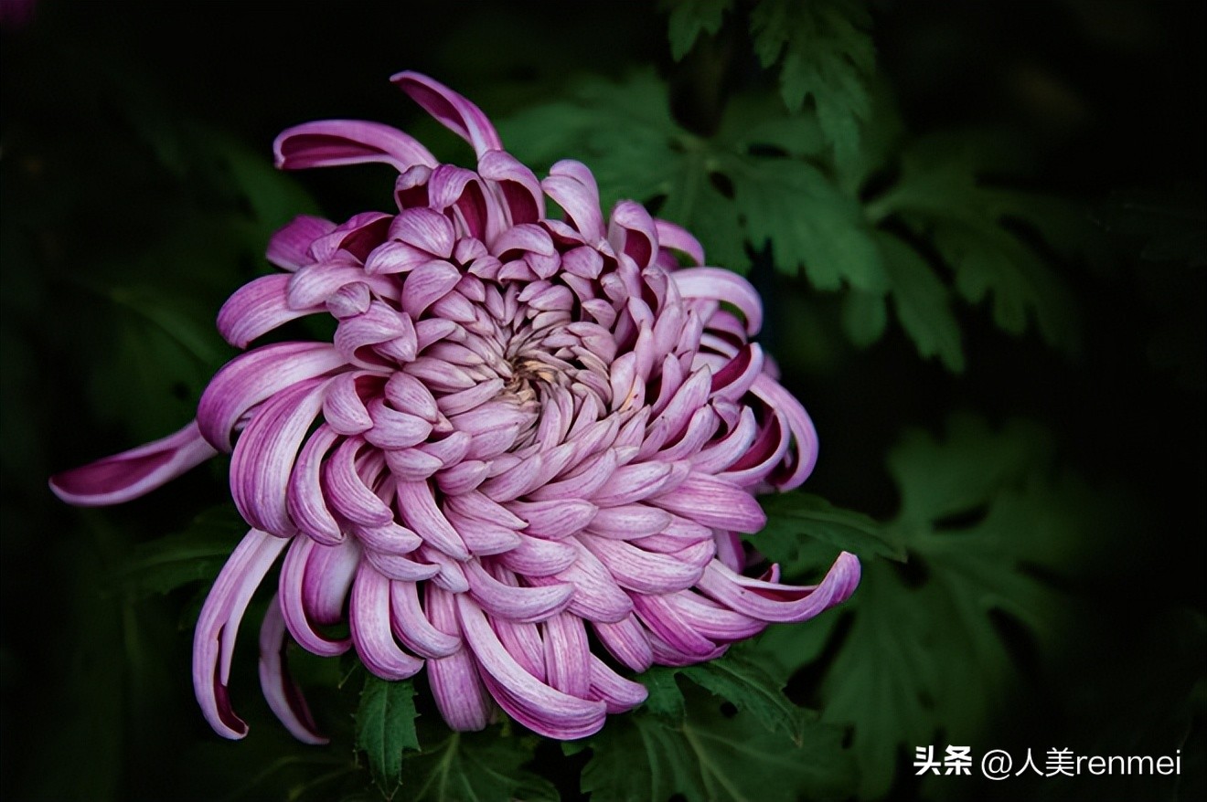 每周一堂美育课|《花中君子——菊》