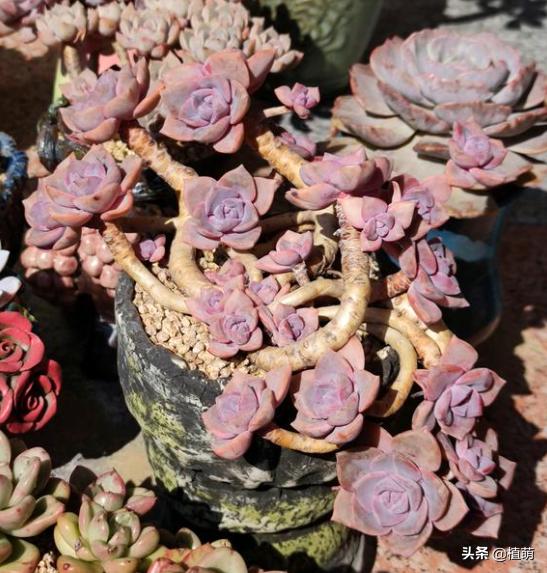 彩虹糖为什么那么甜,为啥彩虹糖会有颜色