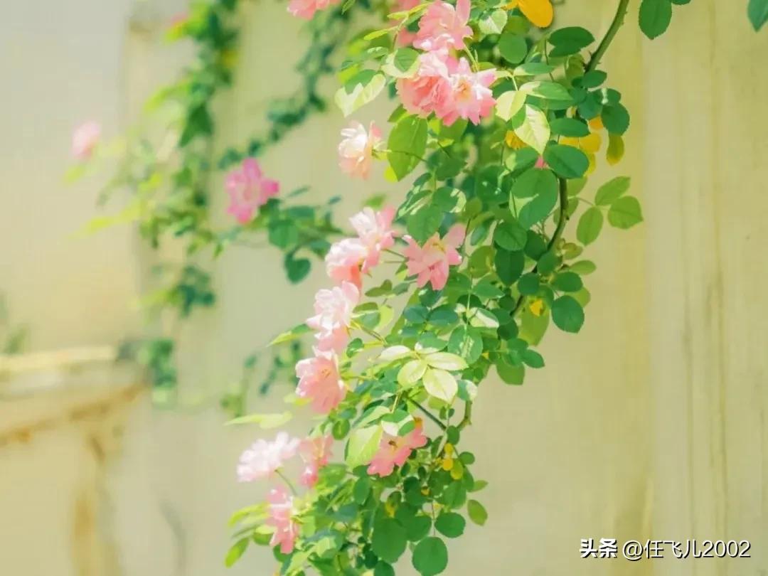 小孩用脏话骂父母怎么解决,成年的孩子对父母骂脏话怎么处理