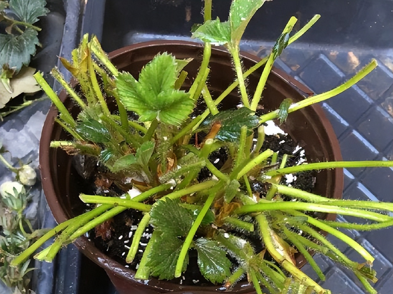 最旺家庭的6种花你家里有吗,家里有这6种花