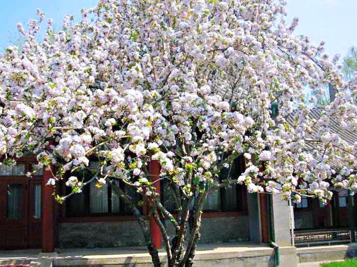 西府海棠花白色,西府海棠花骨朵