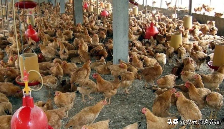 秋季养鸡必须严防的四种病,冬季养鸡预防疾病有哪些