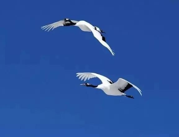 学会释然是治愈心疾的良方,疗愈心灵的学会宽恕的书