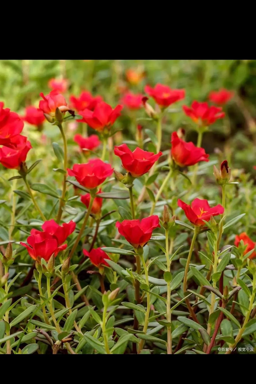 想家想爸爸妈妈,想家了想爸爸妈妈了怎么办